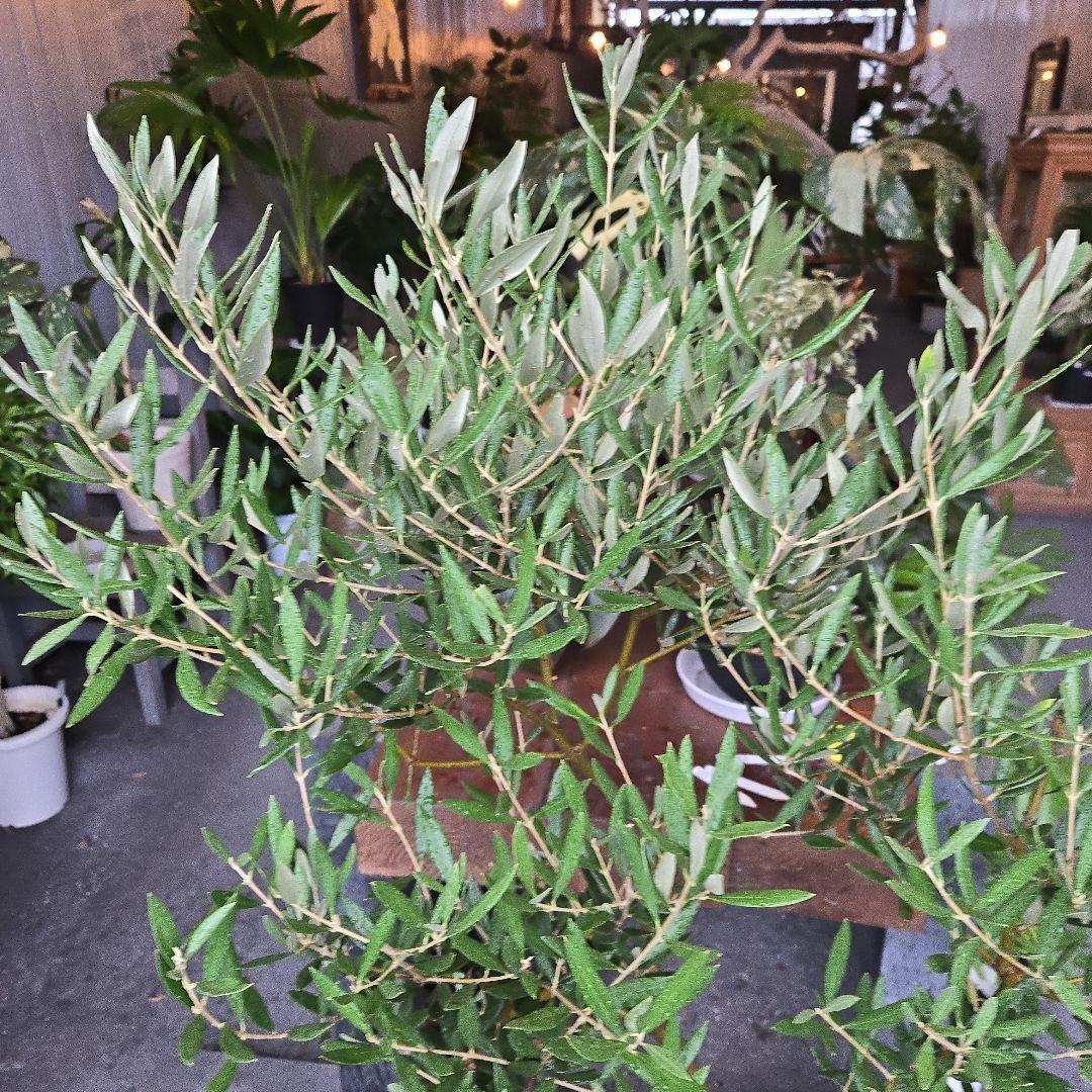 ⑭　オリーブの木souju　8号 「ピクアル」特大苗木最高等級極上品‼️