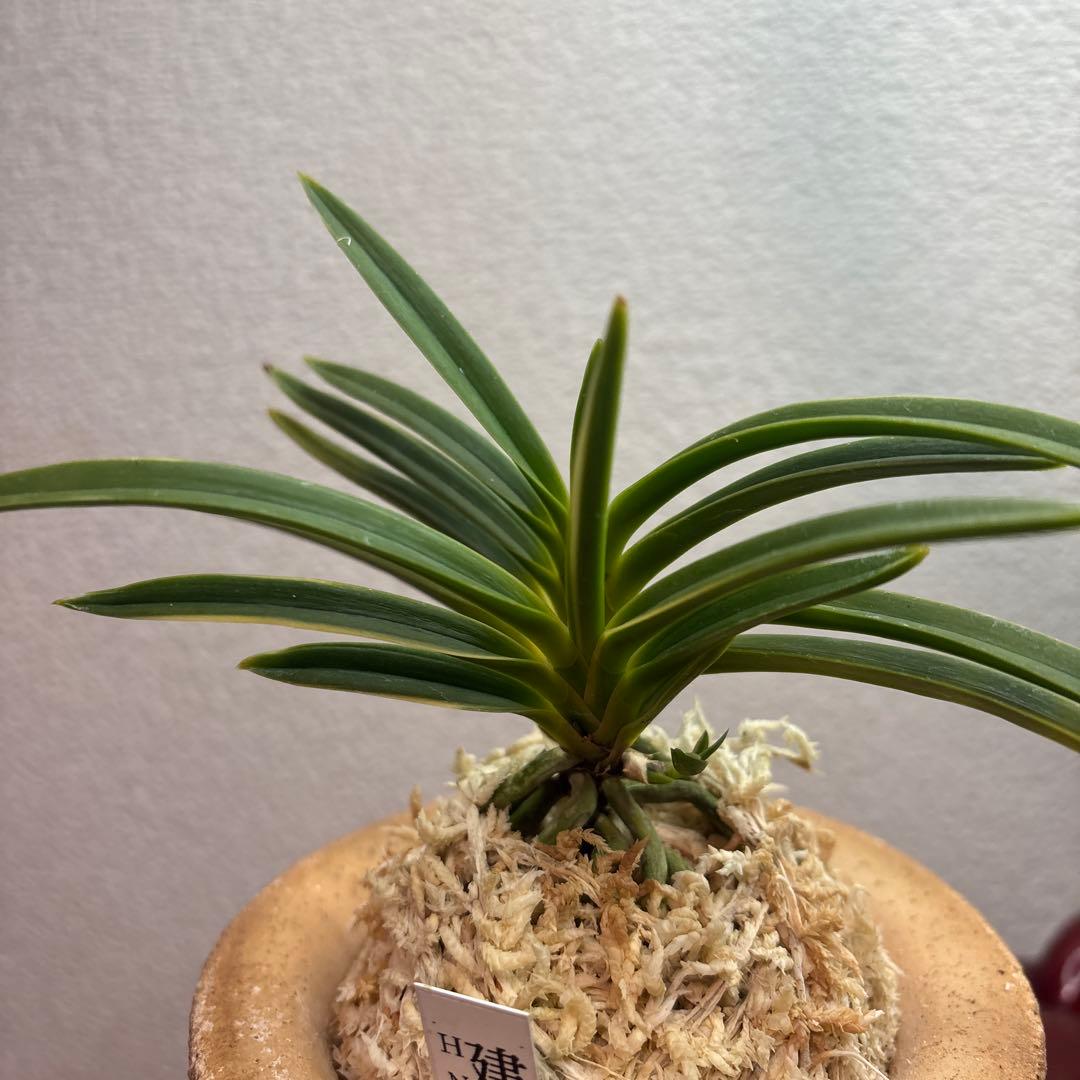 富貴蘭　風蘭　建国縞