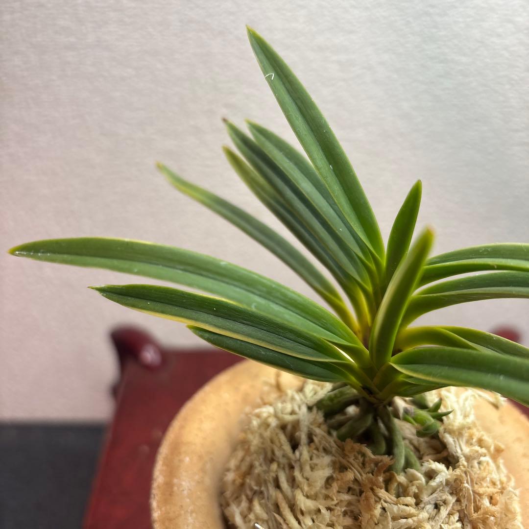 富貴蘭　風蘭　建国縞