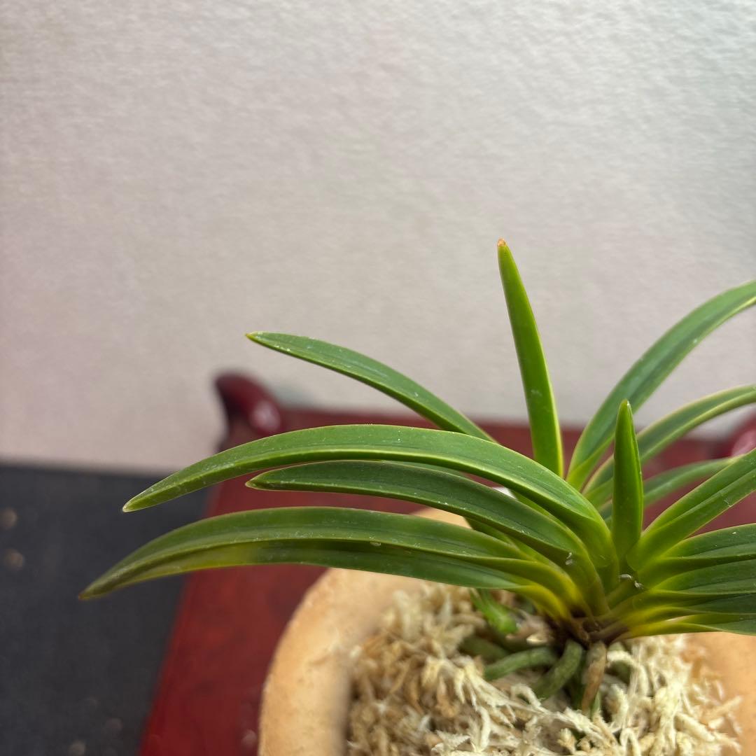 富貴蘭　風蘭　建国縞