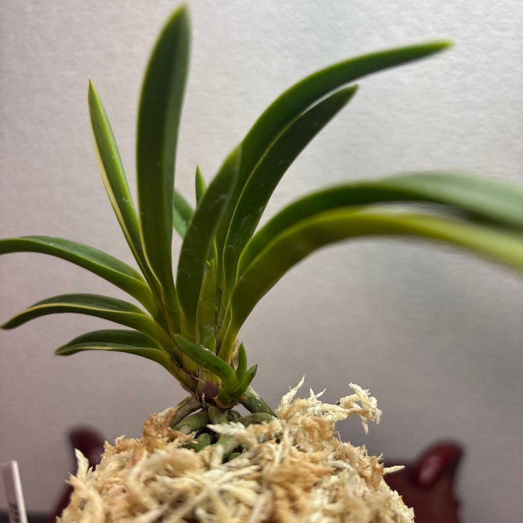 富貴蘭　風蘭　建国縞