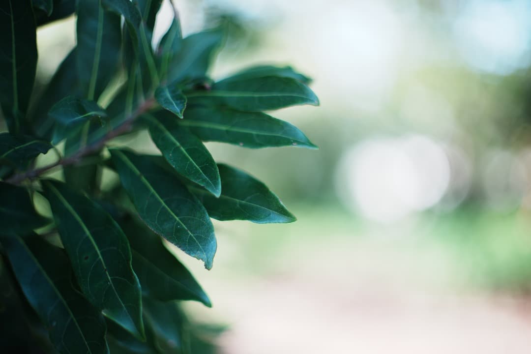【ほぼライカ】動作◎ MD ROKKOR 50mm F1.4 ミノルタ 495