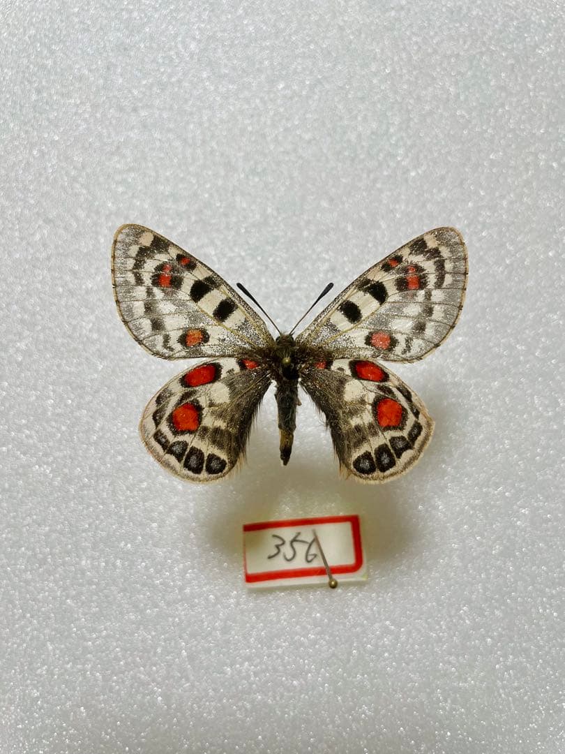 パルナシウス・アッコ・ホロハオアエ（メス、中国甘粛省）