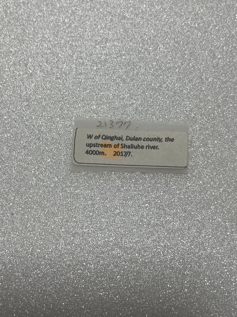 パルナシウス・アッコ・ホロハオアエ（メス、中国甘粛省）