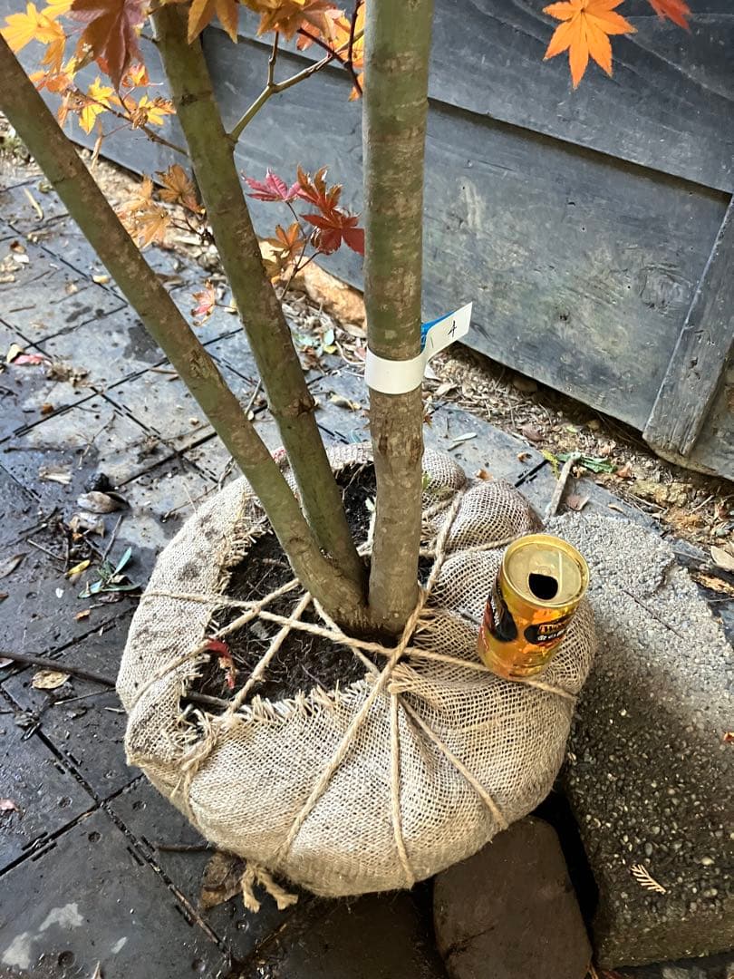 Poppopo　4 コハウチワカエデ