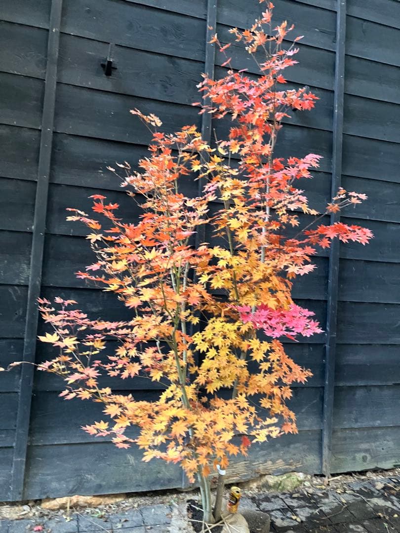 Poppopo　4 コハウチワカエデ