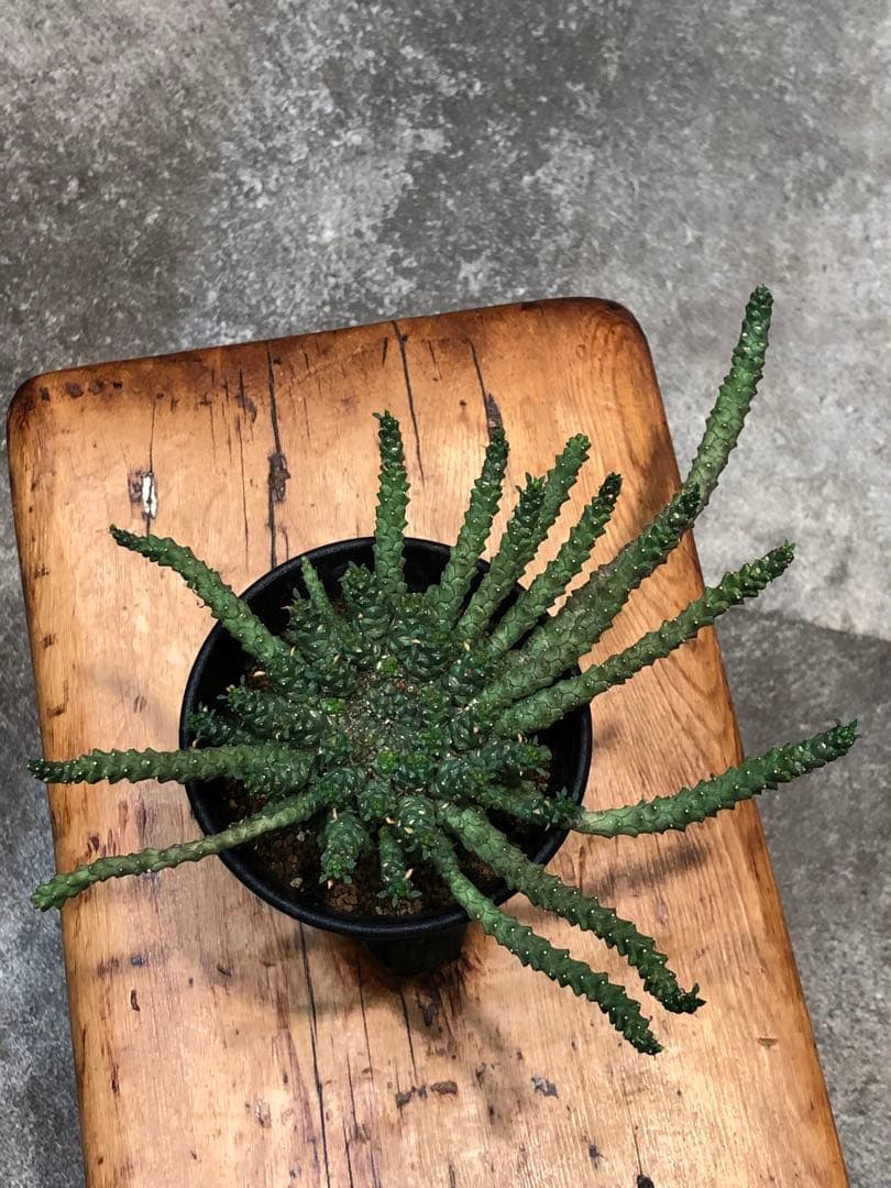 ユーフォルビア・ゴルゴニス