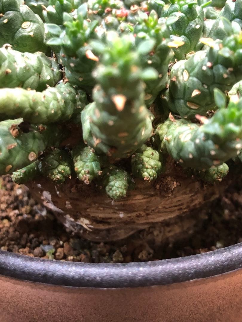 ユーフォルビア・ゴルゴニス