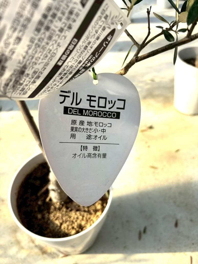 オリーブの木　デルモロッコ　8号　約110cm　K-325　希少品種　現品掲載