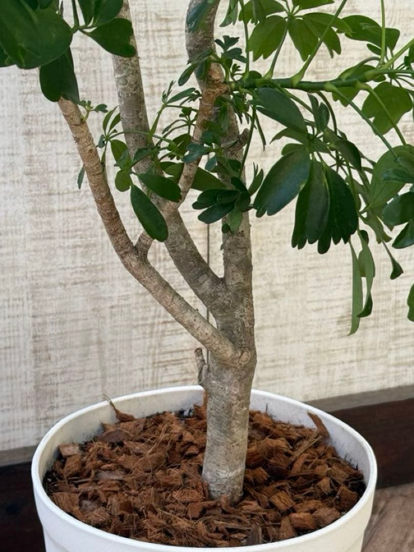 ☆ シェフレラ◦レナータ♪ 158cm リビングサイズ♪