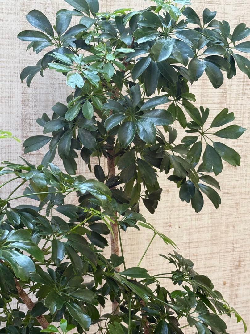 ☆ シェフレラ◦レナータ♪ 158cm リビングサイズ♪