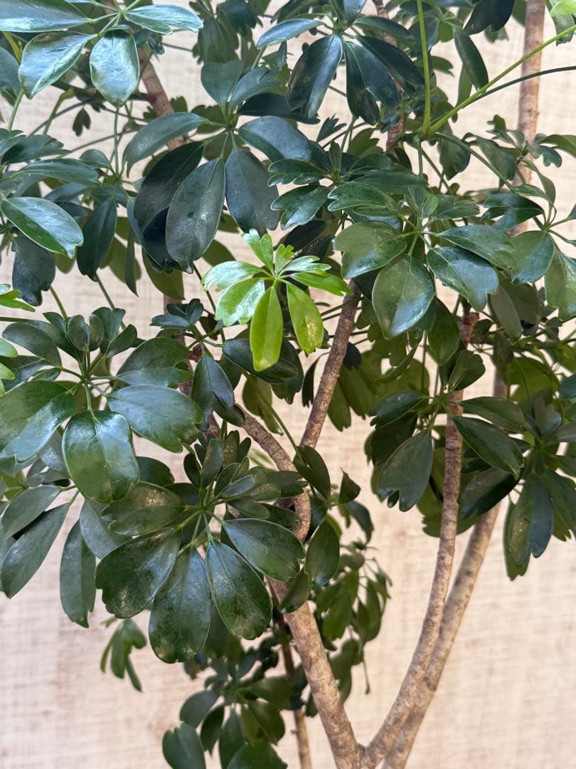 ☆ シェフレラ◦レナータ♪ 158cm リビングサイズ♪