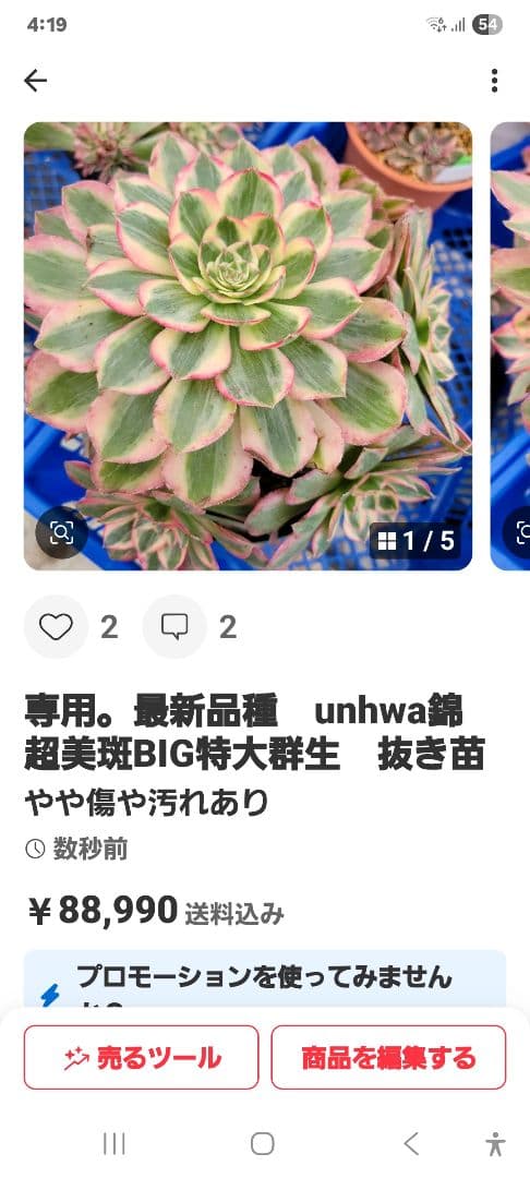 専用。イエローミルクティー錦　大　　　抜き苗