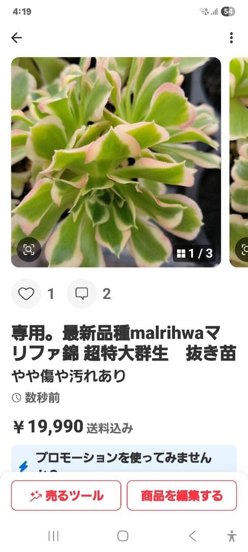 専用。イエローミルクティー錦　大　　　抜き苗