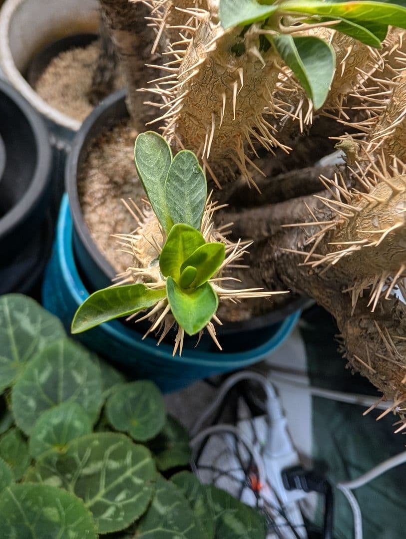 最終★ユーフォルビア ギラウミニアナ コーデックス 現地球 塊根植物 多肉植物