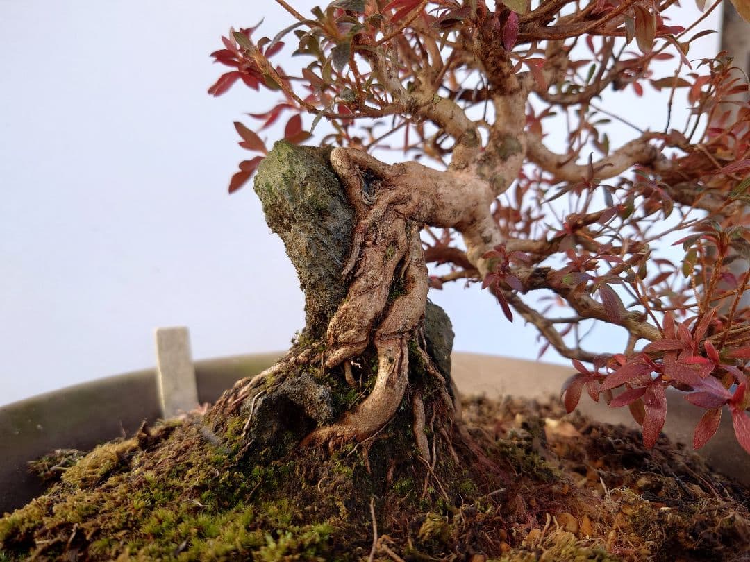 盆栽　皐月(関守の采の八重)　上下24cm