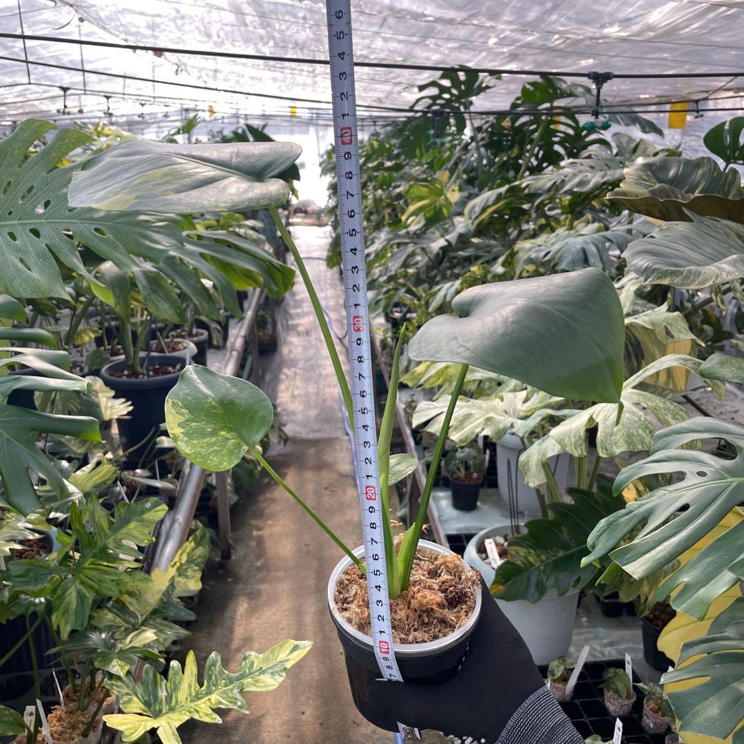 MS17 モンステラ　イエローマリリン　黄斑入り