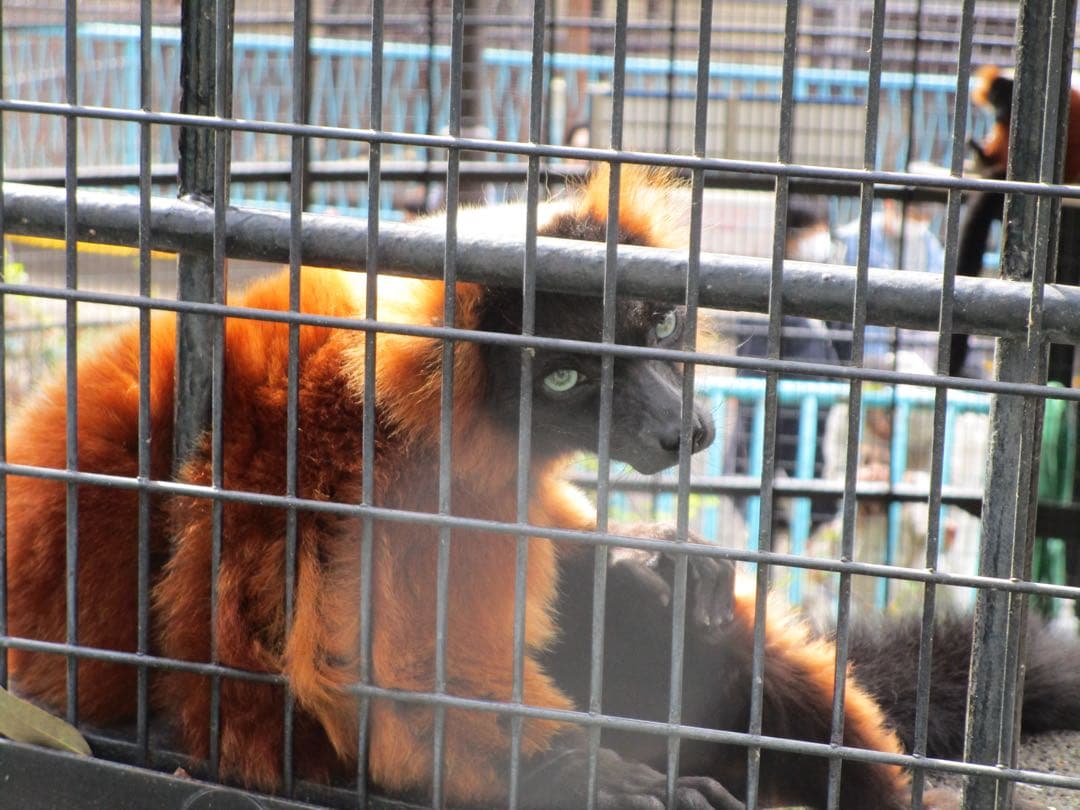 Canon IXY 190 レッド 動作確認済み　付属品完備