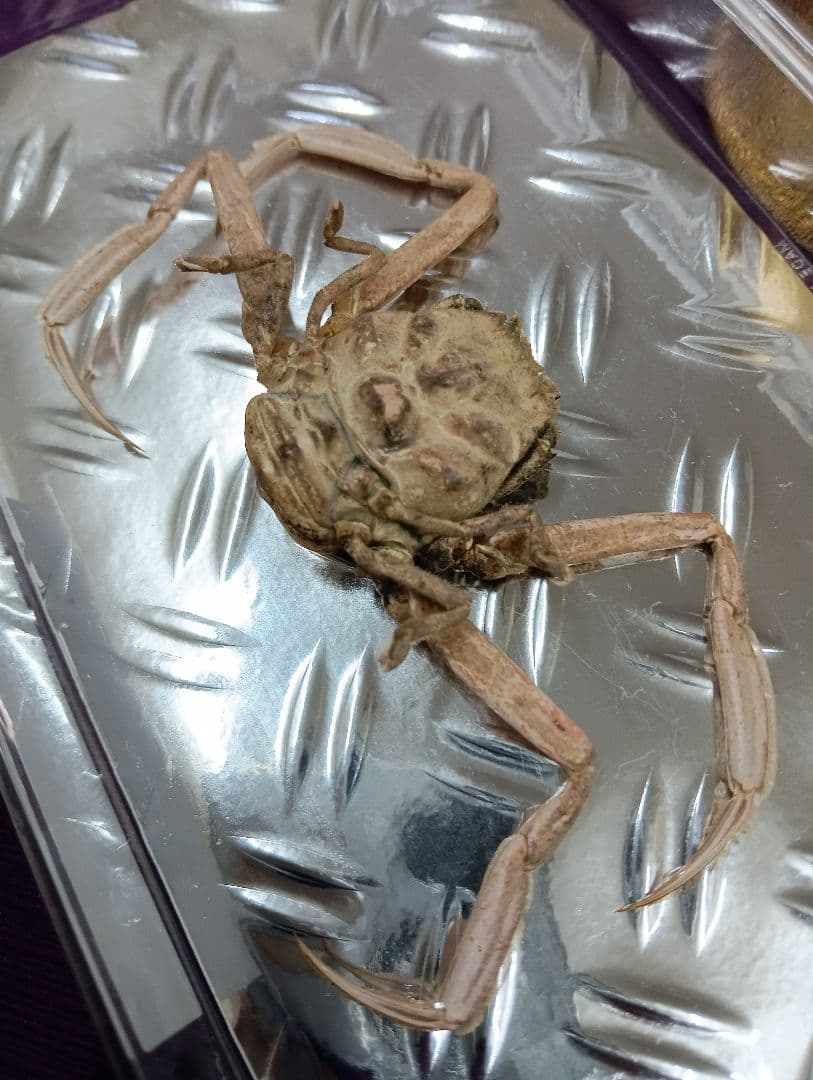 四国太平洋高知県産稀少平家蟹（蜘蛛蟹）サムライ蟹＆タコノマクラリアル標本セット