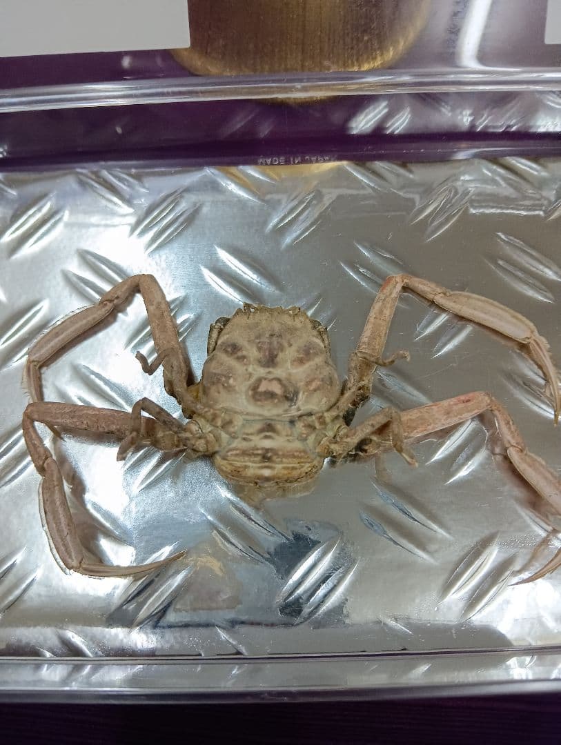 四国太平洋高知県産稀少平家蟹（蜘蛛蟹）サムライ蟹＆タコノマクラリアル標本セット