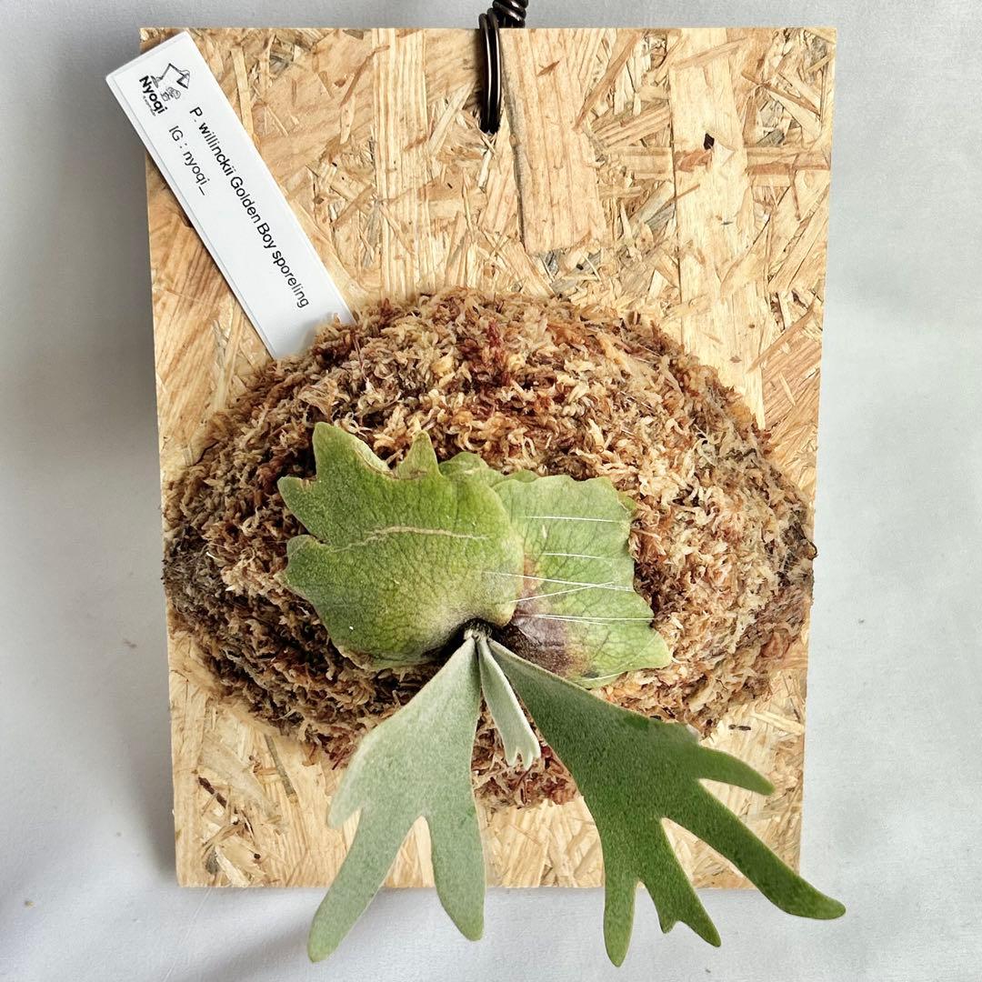 P. wilinckii Golden Boy spore【61】