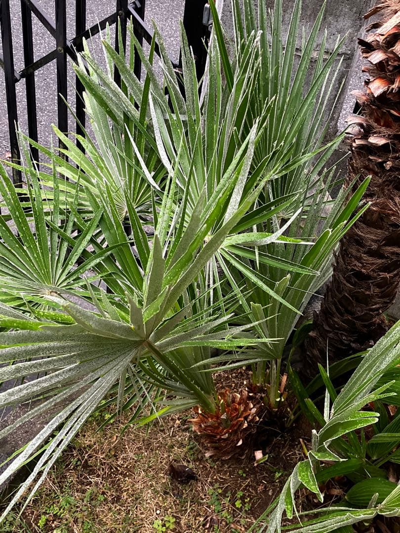 チャメロップス