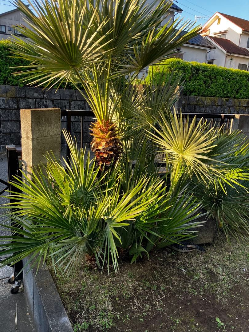 チャメロップス