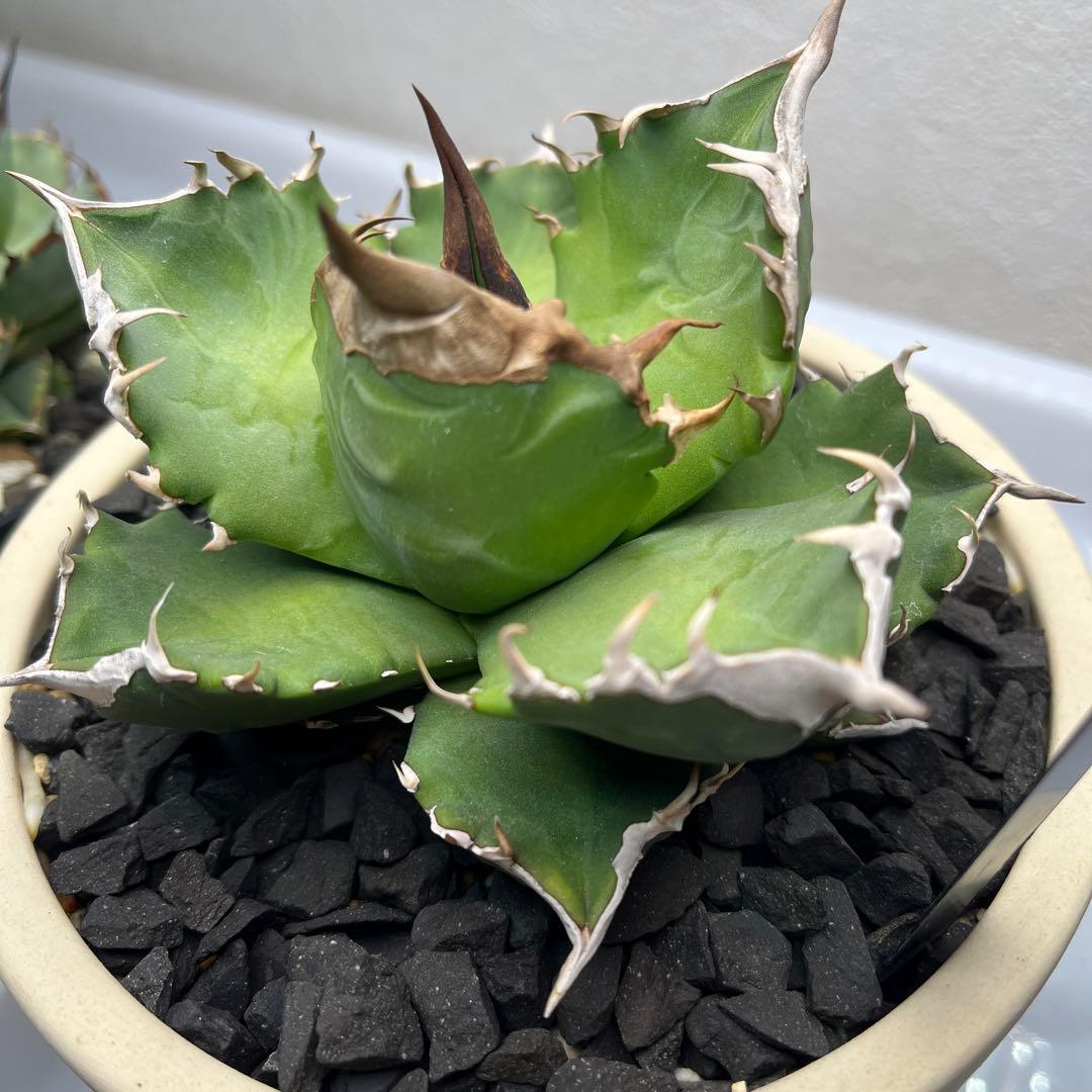 【美株】　コレクション株　アガベ　ホワイトファイヤー　白火焔　鉢ごとメルカリ便