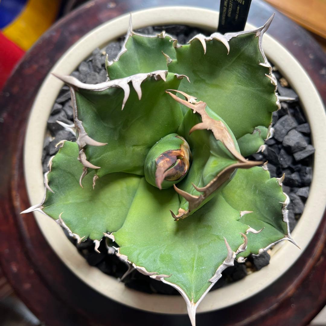 【美株】　コレクション株　アガベ　ホワイトファイヤー　白火焔　鉢ごとメルカリ便