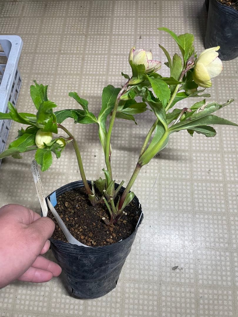 加藤農園 イエロープリマヴェーラ クリスマスローズ