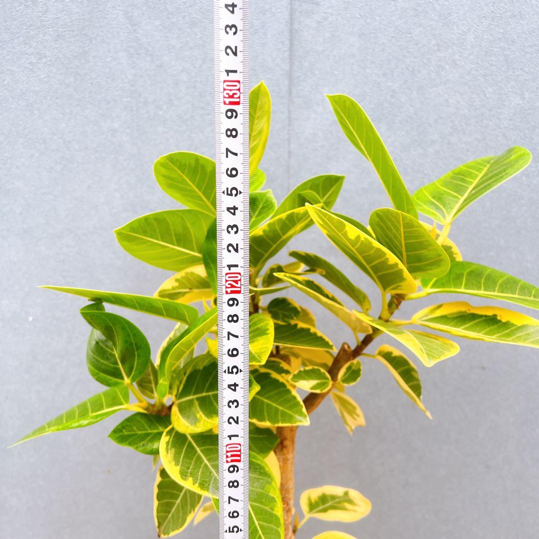 現品　フィカス　ゴムの木　アルテシマ　曲がり　5番　観葉植物　インテリアグリーン
