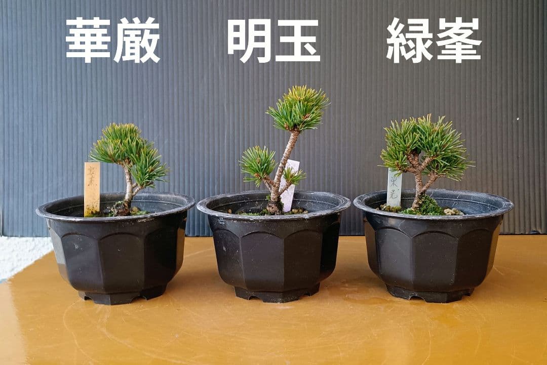 八房五葉松セット 10鉢