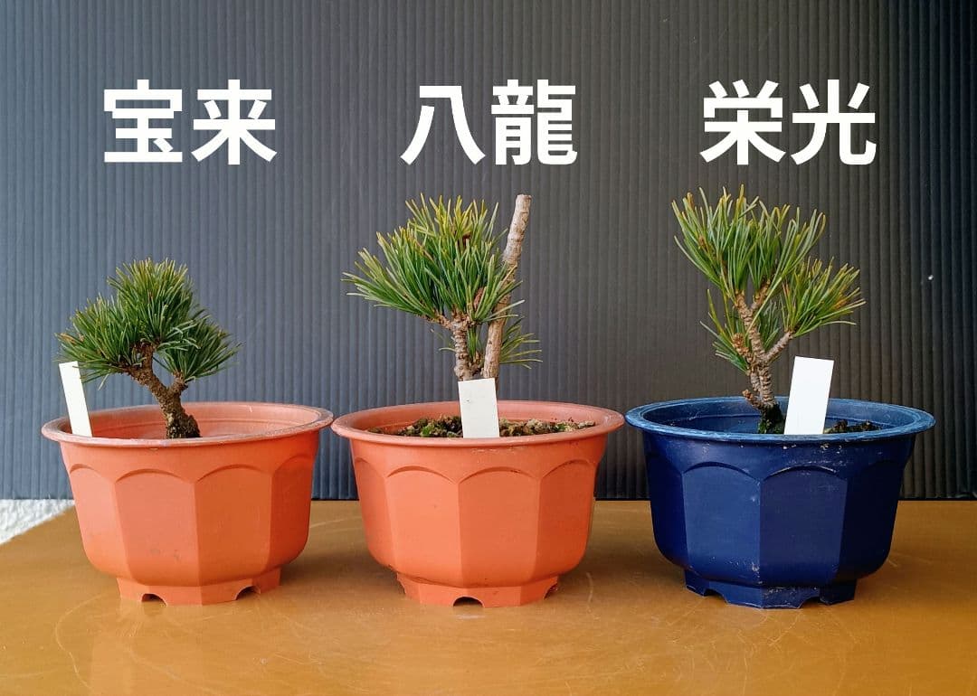 八房五葉松セット 10鉢