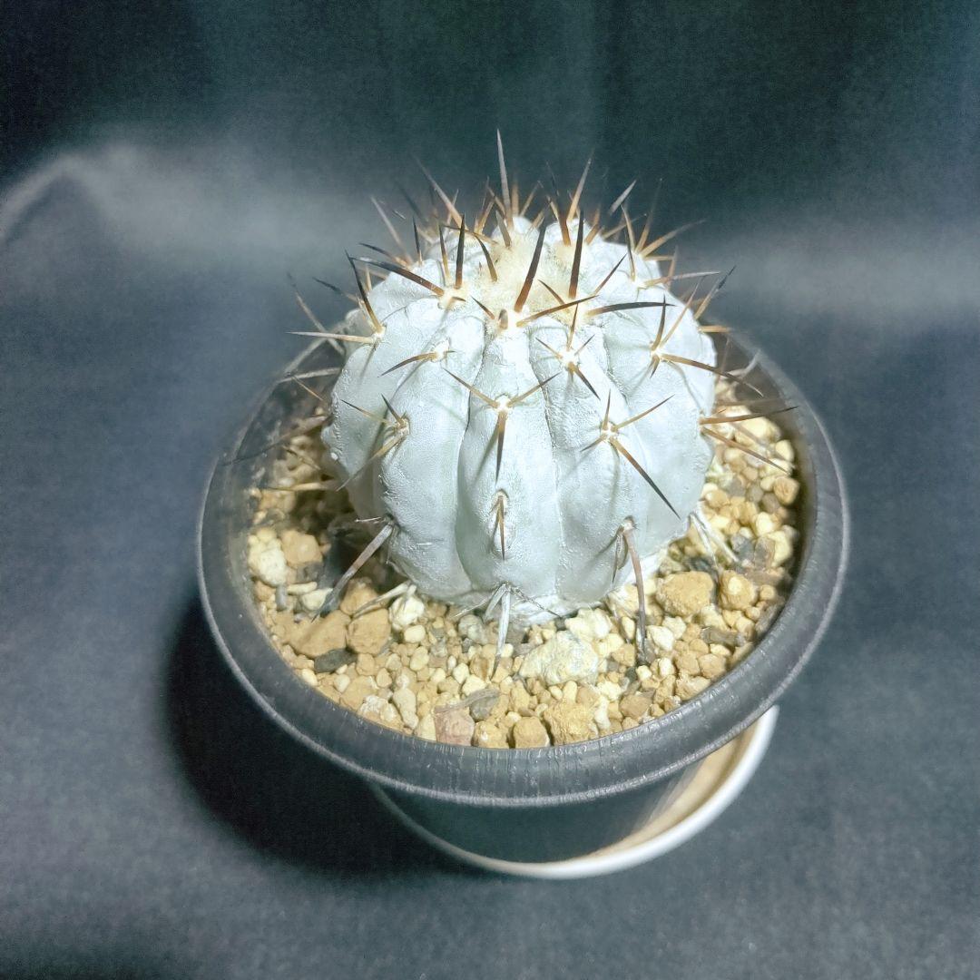 現地球　輸入株　カキコ　Copiapoa　コピアポア シネレア　黒王丸
