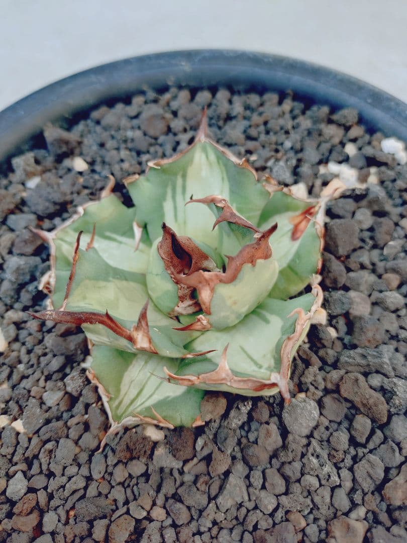 ぶんぶく茶釜　姫厳竜錦　白中斑　姫厳龍　子株✕2株