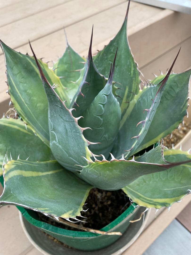 値下げ‼️アガベ　特大株　パラサナ錦　ファイヤーボール