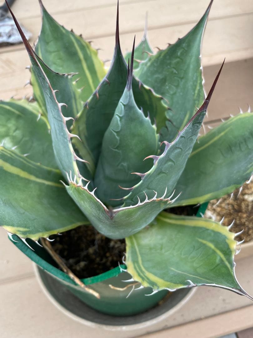 値下げ‼️アガベ　特大株　パラサナ錦　ファイヤーボール