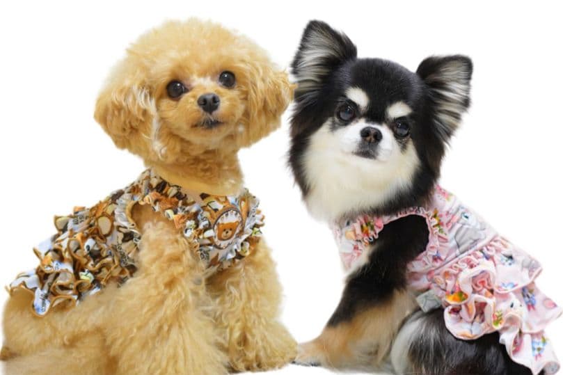 XSワンピース3点+スヌード2点の5点セット　サーカスサーカスCIRCUSCIR