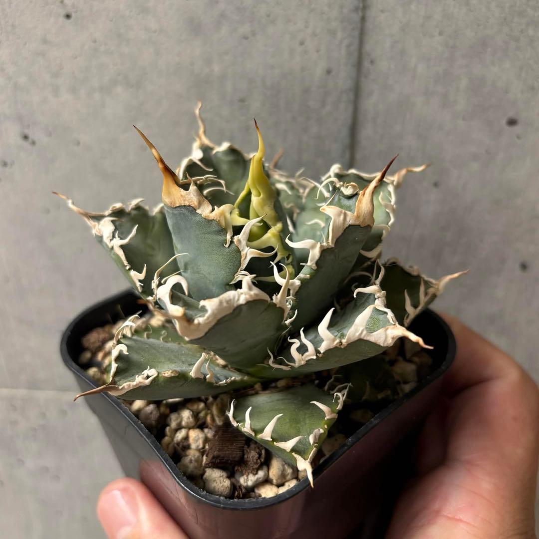 アガベ　オテロイ　実生　選抜株