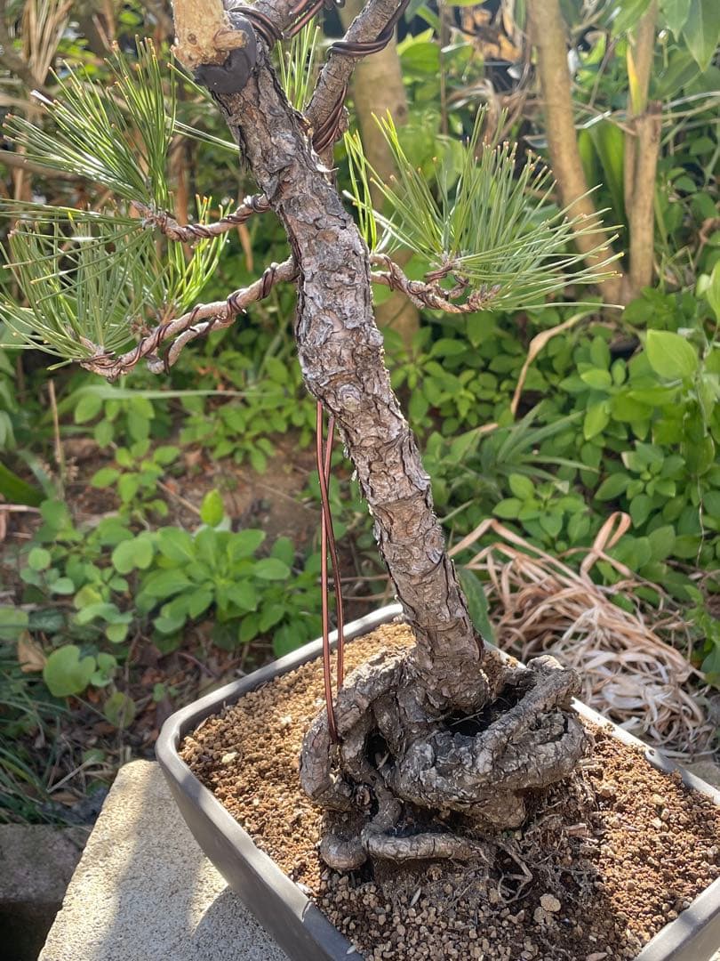 山採り黒松盆栽