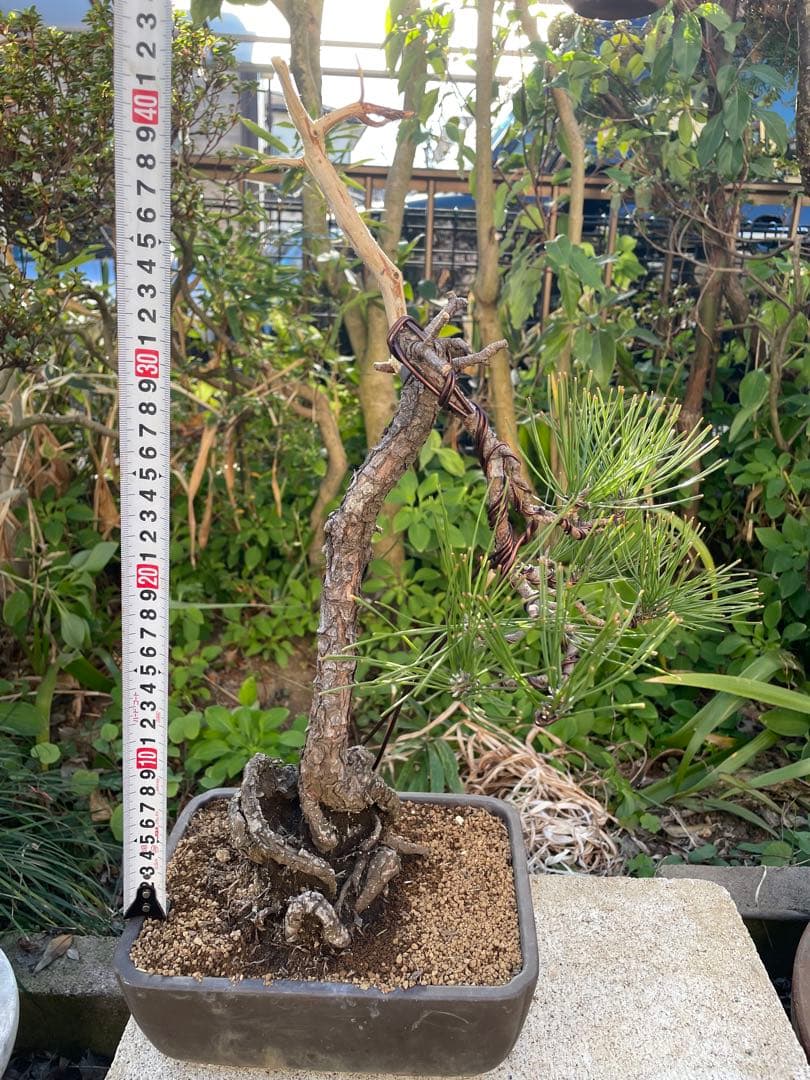 山採り黒松盆栽