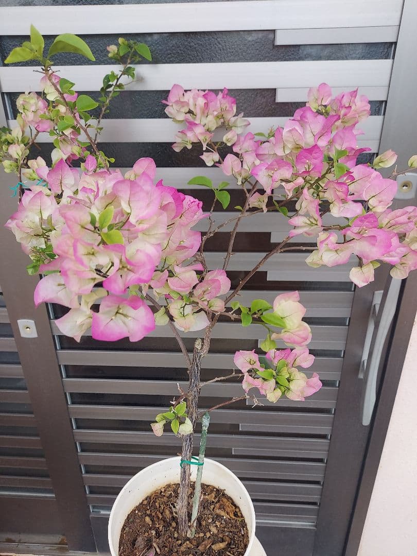 ブーゲンビリア　No95 らくらくメルカリ便発送‼️