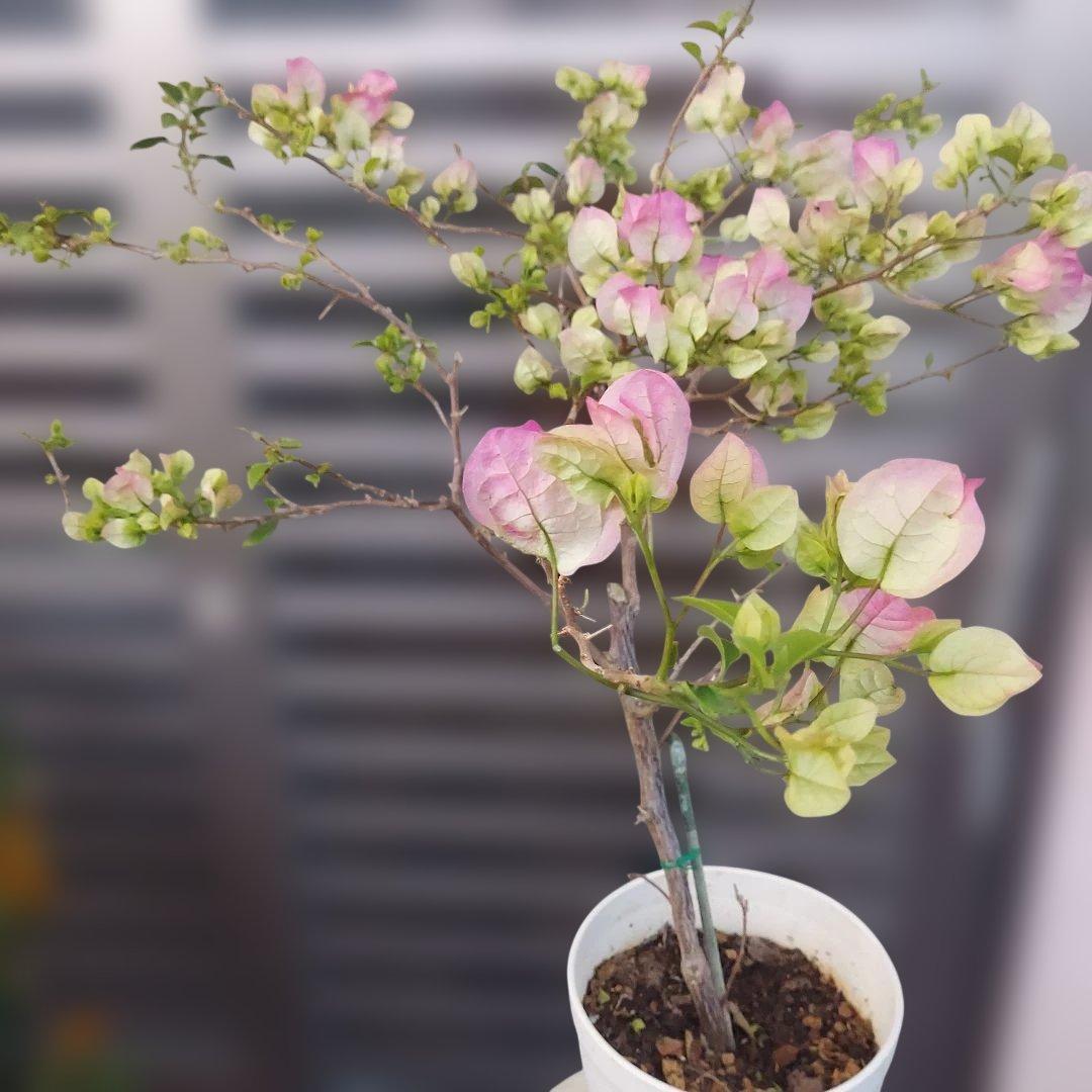 ブーゲンビリア　No95 らくらくメルカリ便発送‼️