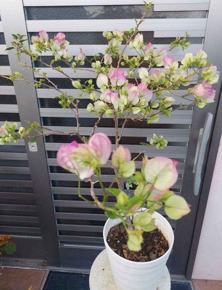 ブーゲンビリア　No95 らくらくメルカリ便発送‼️