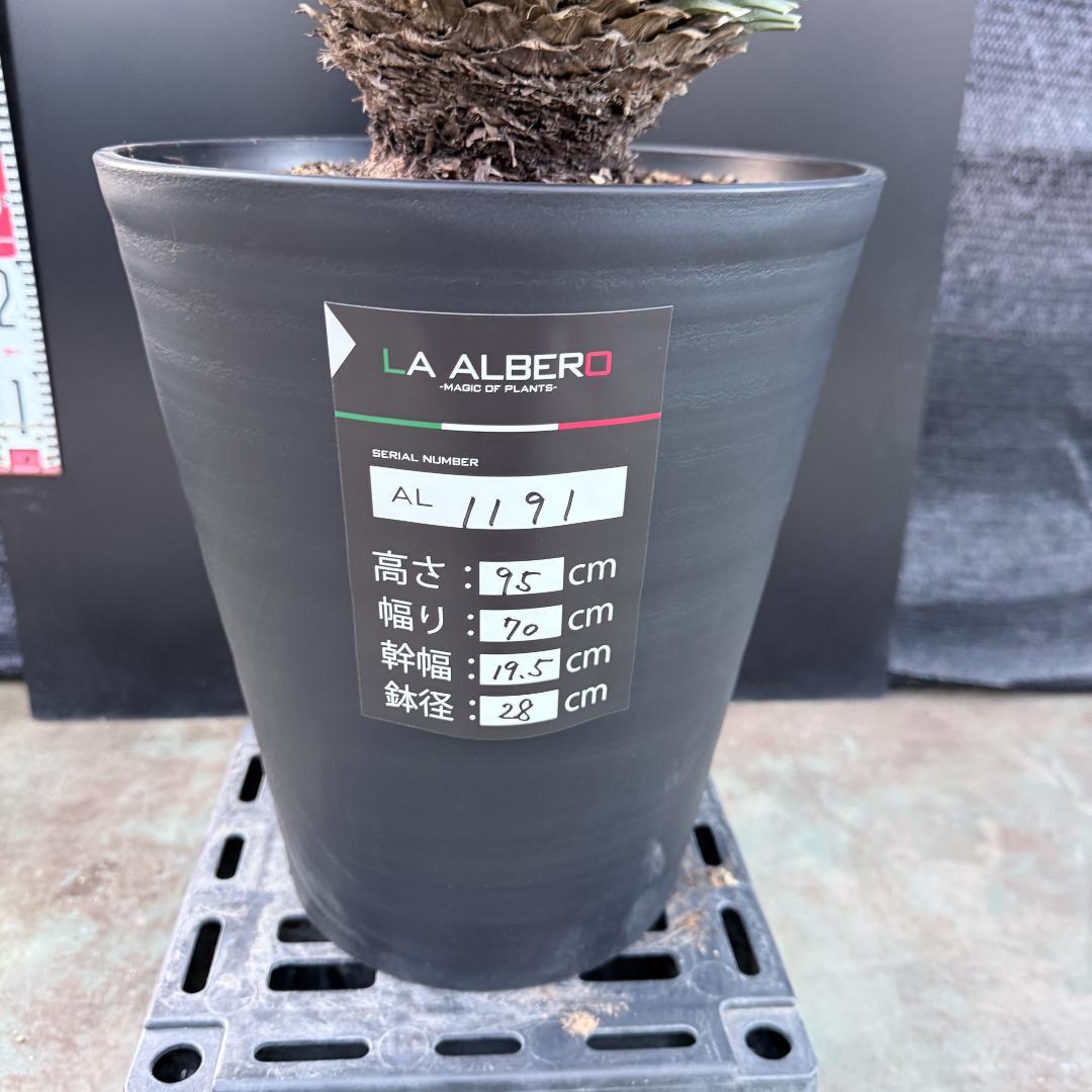 【AL1191】ユッカ　ロストラータ　シルバーブルー　極太　超美形　短葉