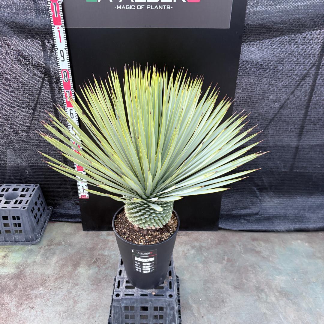 【AL1191】ユッカ　ロストラータ　シルバーブルー　極太　超美形　短葉