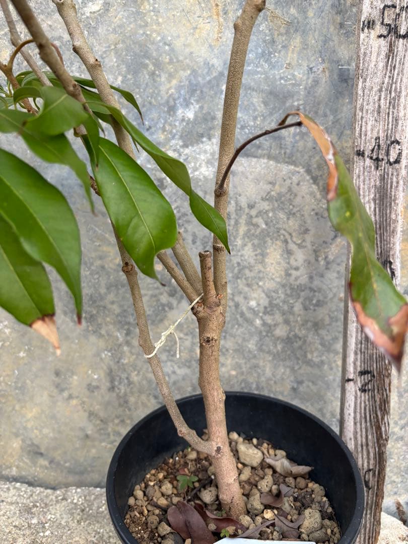 期間限定お値下げ　ライチ　玉荷包　 取り木苗