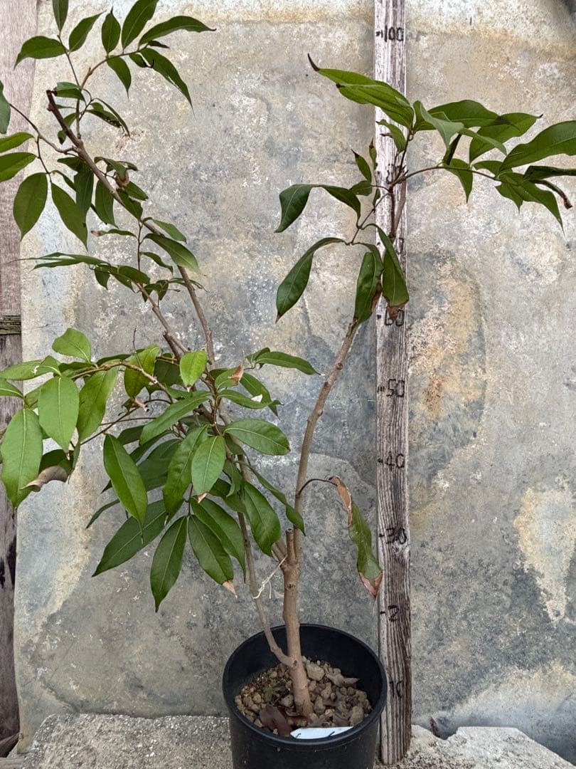 期間限定お値下げ　ライチ　玉荷包　 取り木苗