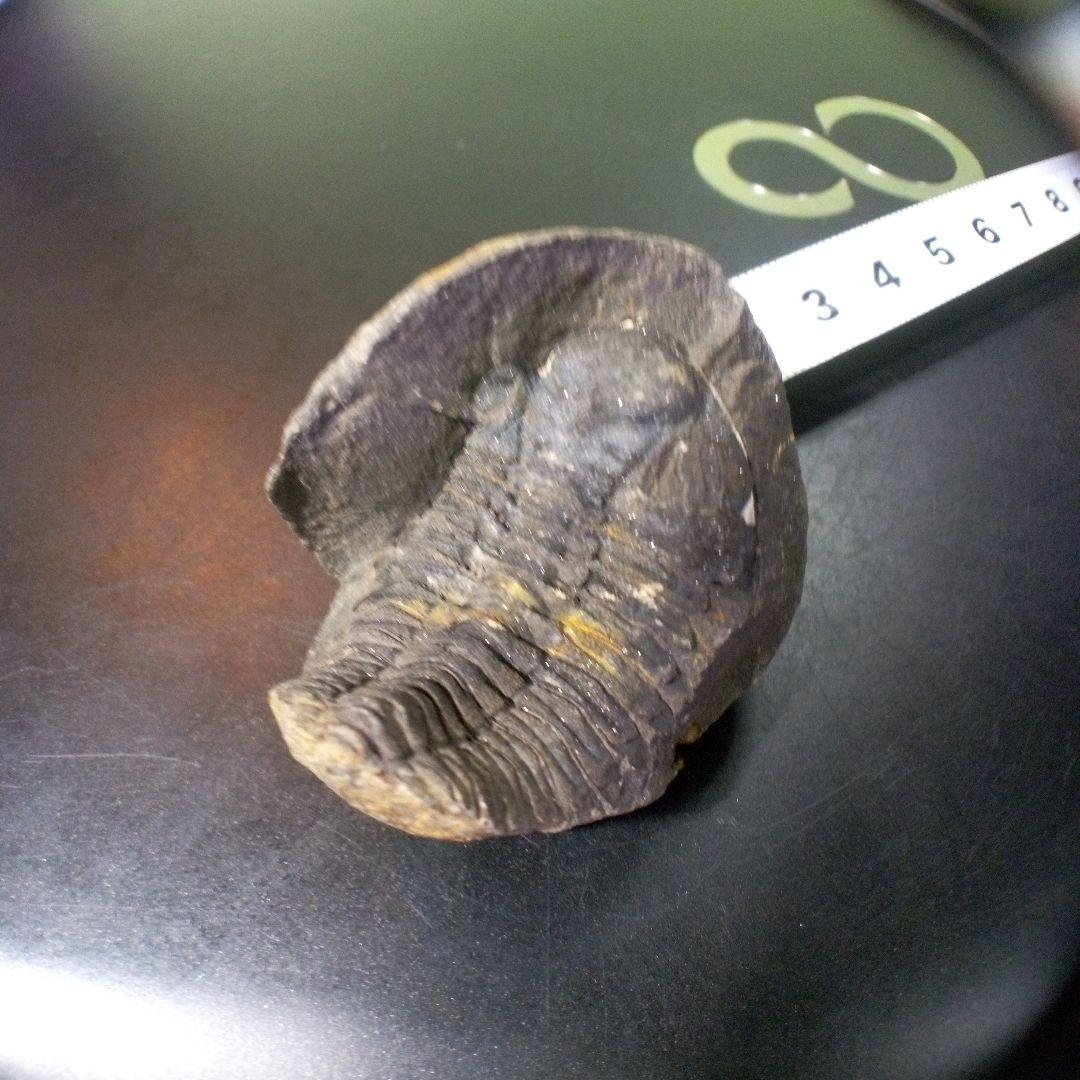 三葉虫　化石　fossil　ボリビア産　トライロバイト　Fossil番号①