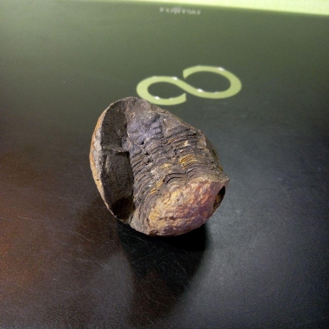 三葉虫　化石　fossil　ボリビア産　トライロバイト　Fossil番号①
